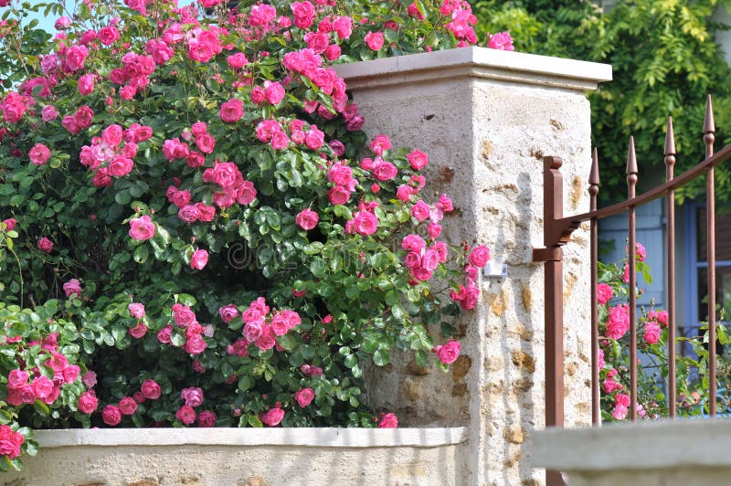 Hedge roses