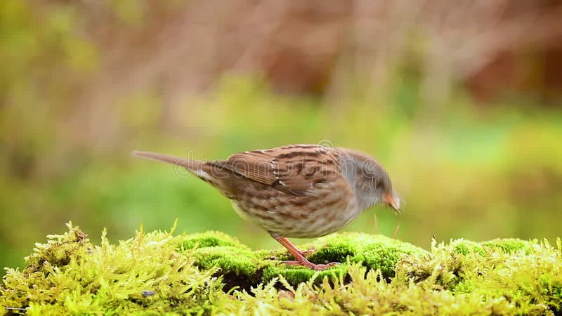 Hedge sparrow pecfood το φθινόπωρο