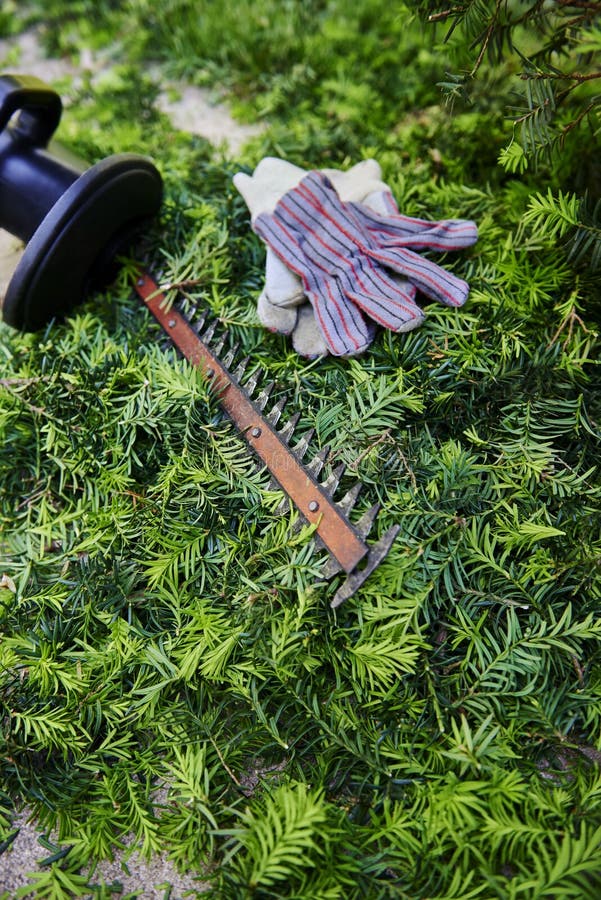 Hedge trimmer, gloves and green bush clippings