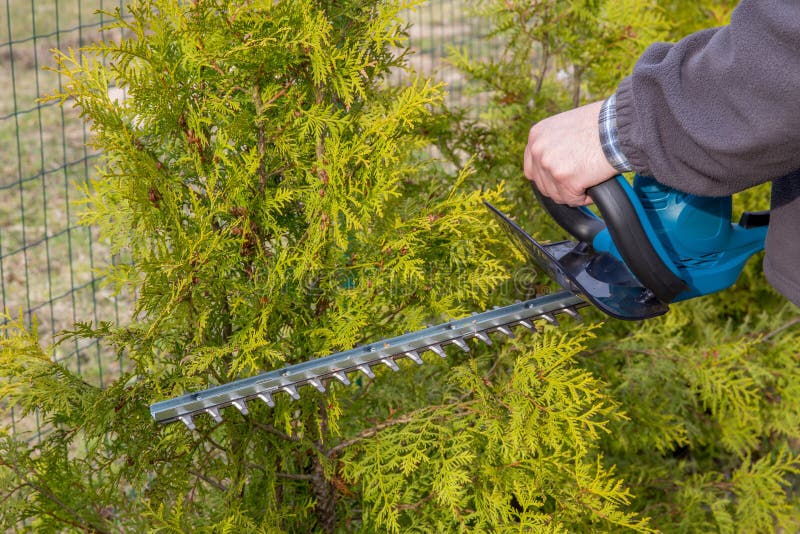 Hedge Trimming stock photo. Image of work, hedge, gardener 9272588