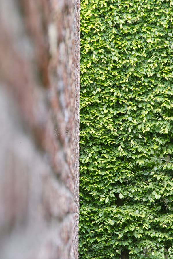 Hedge Wall