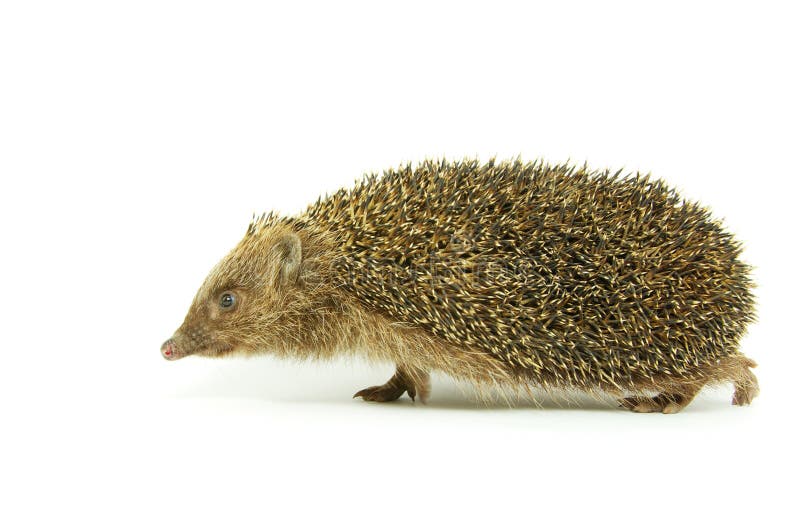 Hedgehog