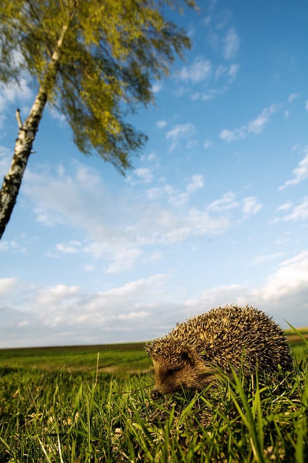 Hedgehog