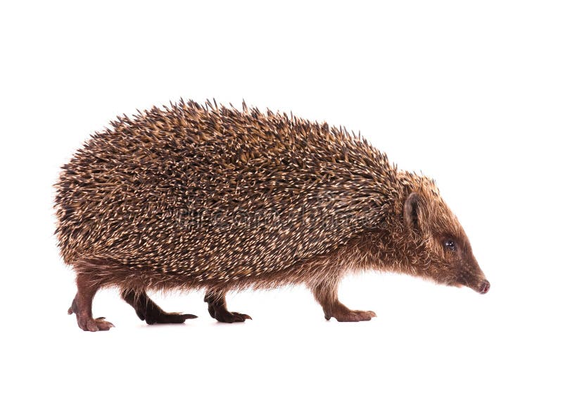 Hedgehog