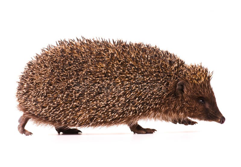 Hedgehog