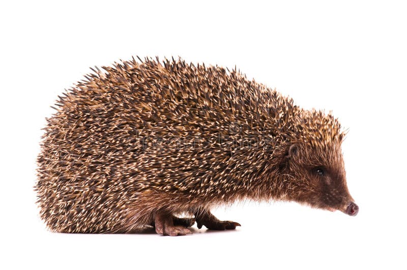 Hedgehog