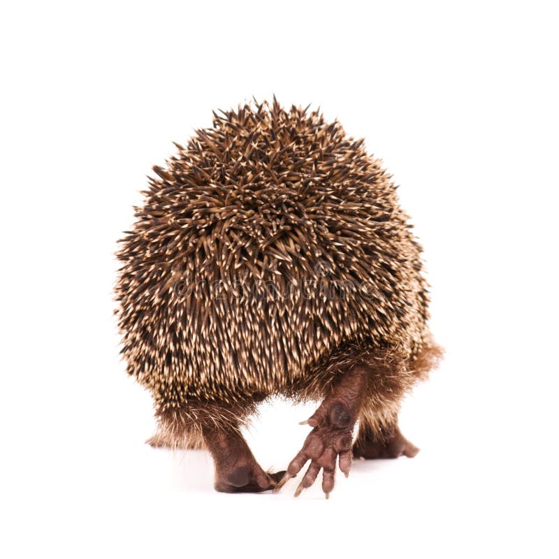 Hedgehog