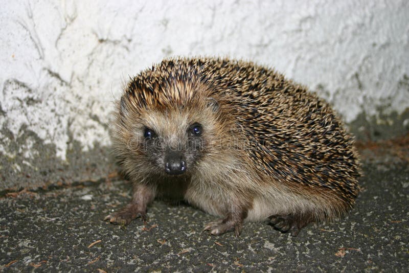 A hedgehog