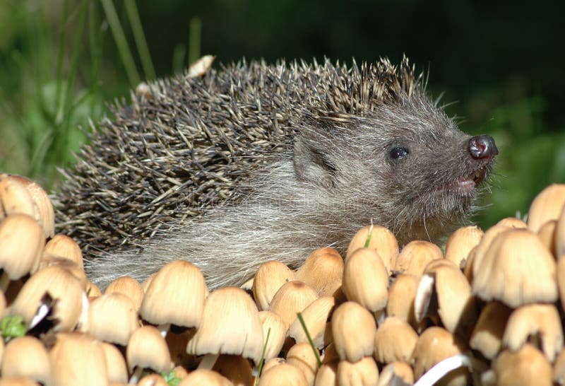 Hedgehog