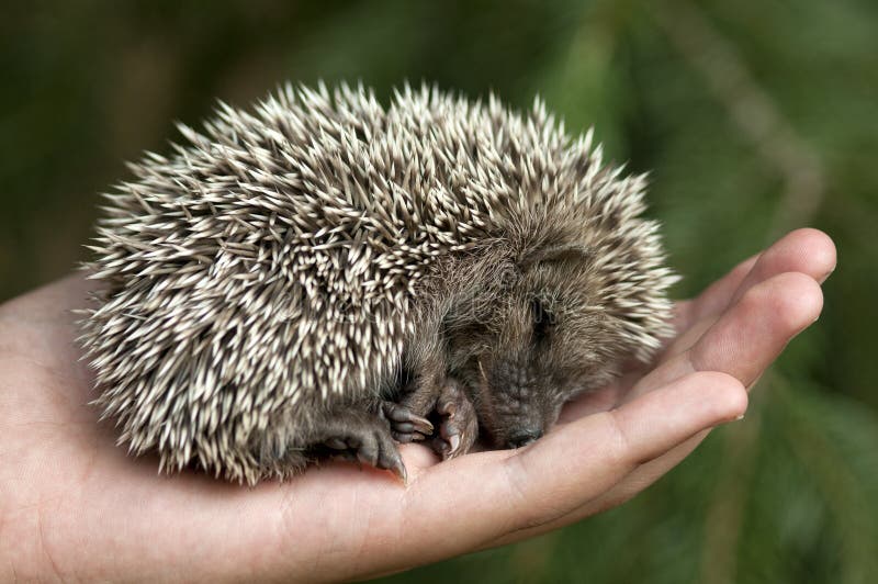Hedgehog