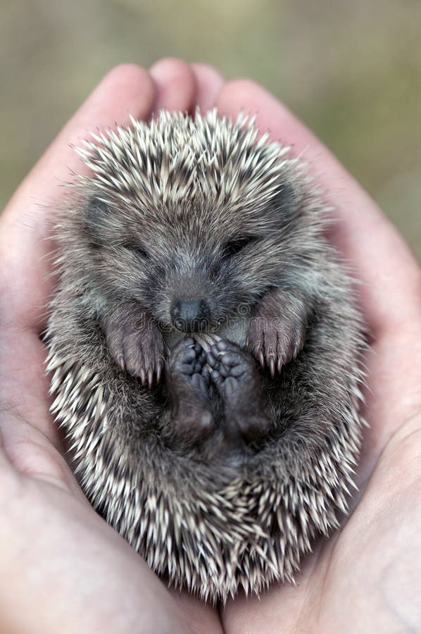 Hedgehog