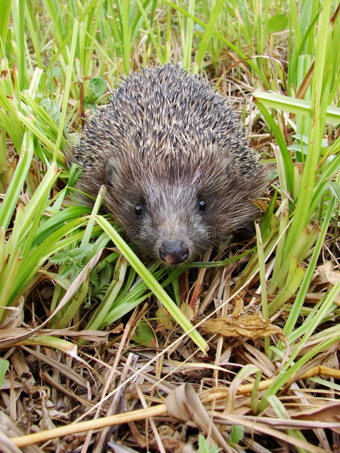 Hedgehog