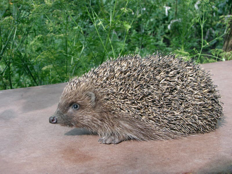 Hedgehog