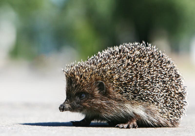Roadkill Hedgehog Stock Photos Free & RoyaltyFree Stock Photos from