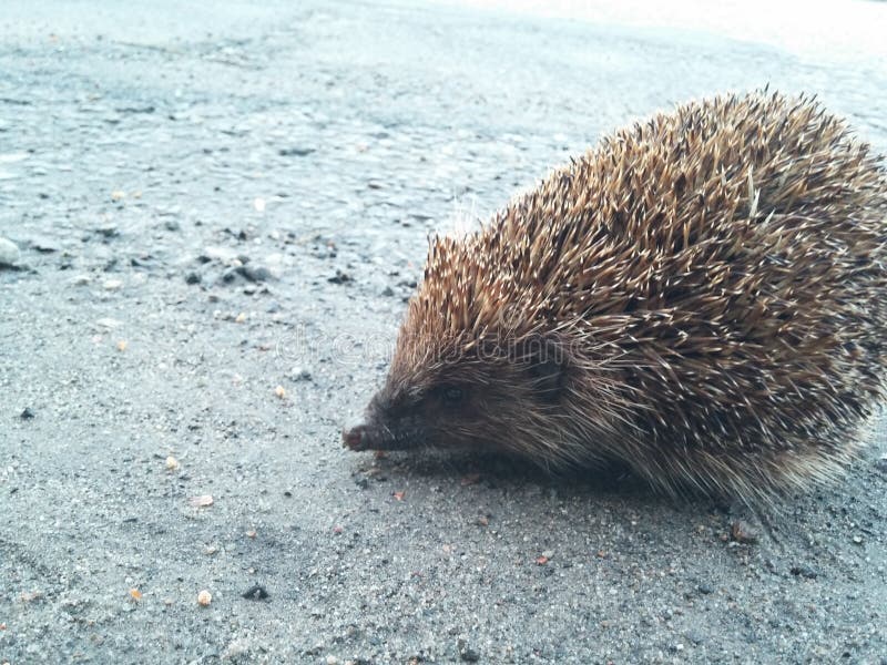 hedgehog fotografia de stock royalty free hedgehog fotografia de stock royalty free