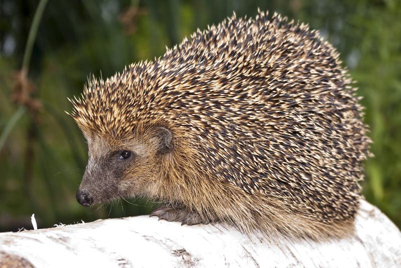 hedgehog brown