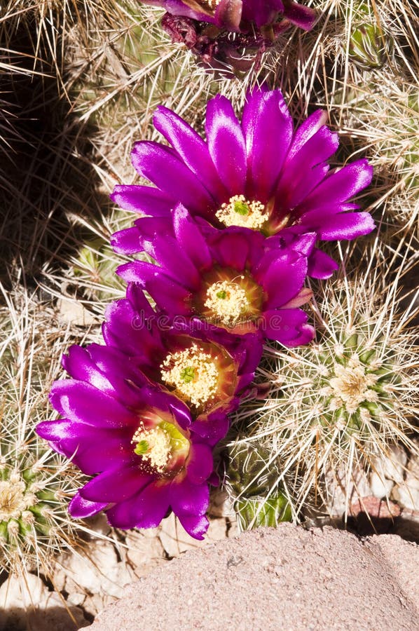 Hedgehog cactus blossoms