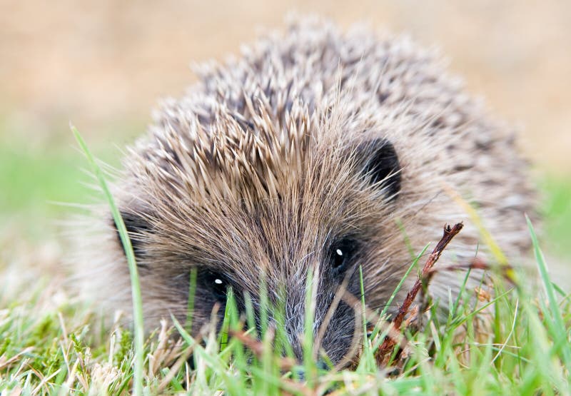 Hedgehog closeup portrait in a garden stock photography Hedgehog closeup portrait in a garden stock photography