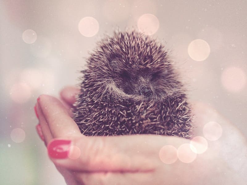 Smilling Hedgehog Cartoon Wallpapers - Free Animals Wallpapers