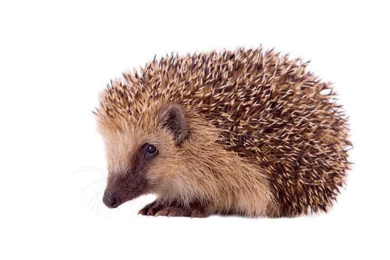 Hedgehog, Erinaceus europaeus