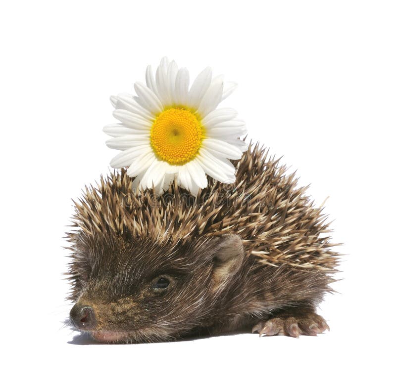 Hedgehog with flower stock photo. Image of white, animals 12991114