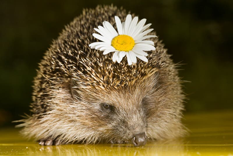 Hedgehog with flower stock image. Image of background 27570955