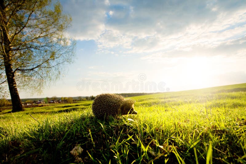 Hedgehog in grass