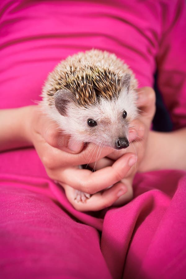 Hedgehog stock image. Image of prickly, needles, spines 24634769