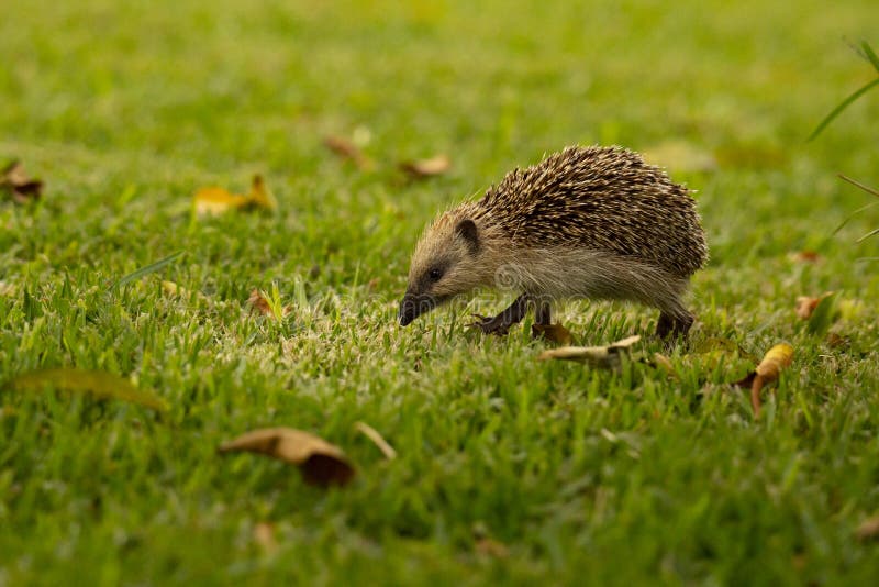 An Hedgehog Looking for Food in My Backyard Garden Povoa De Lanhoso Biology Diagrams