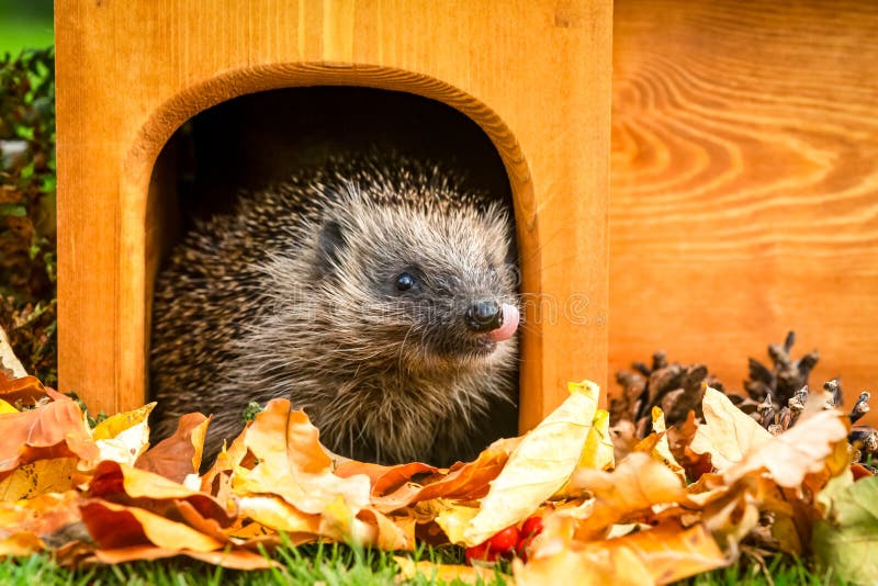 Hedgehog med tungan ute och lämnade sitt häckhus med gyllene höstblad royaltyfria bilder Hedgehog med tungan ute och lämnade sitt häckhus med gyllene höstblad royaltyfria bilder