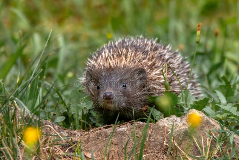 Hedgehog. Northern white-breasted hedgehog - Erinaceus roumanicus