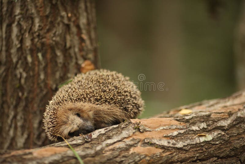 Hedgehog ona brown fir tree stock images Hedgehog ona brown fir tree stock images