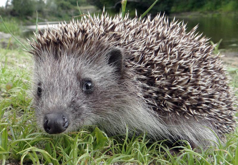 Hedgehog