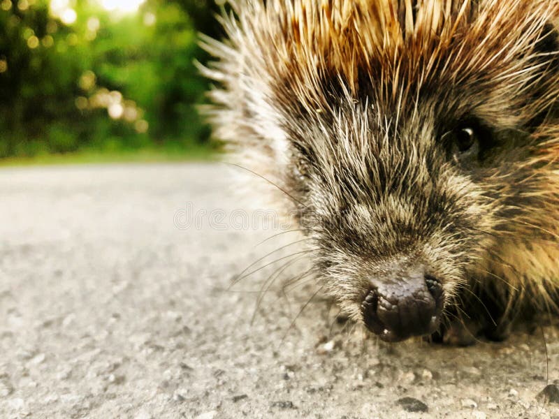 Hedgehog stock image. Image of view, nice, road, hedgehog 77795347