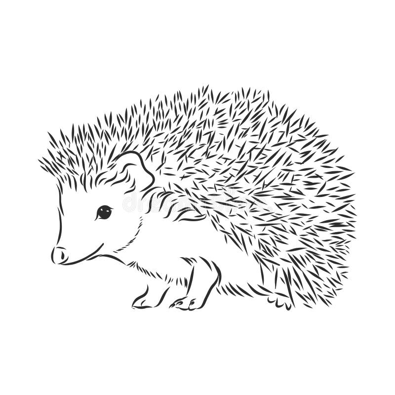 cute hedgehog drawing