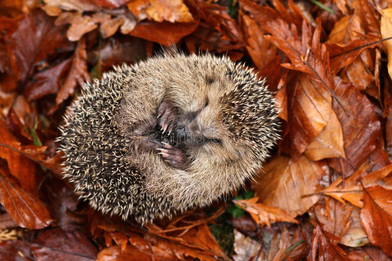 Carino wild riccio in foglie di sonno.