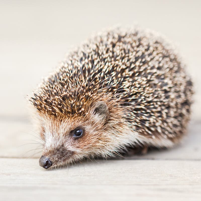 Hedgehog