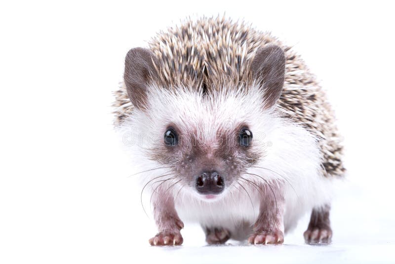 Hedgehog