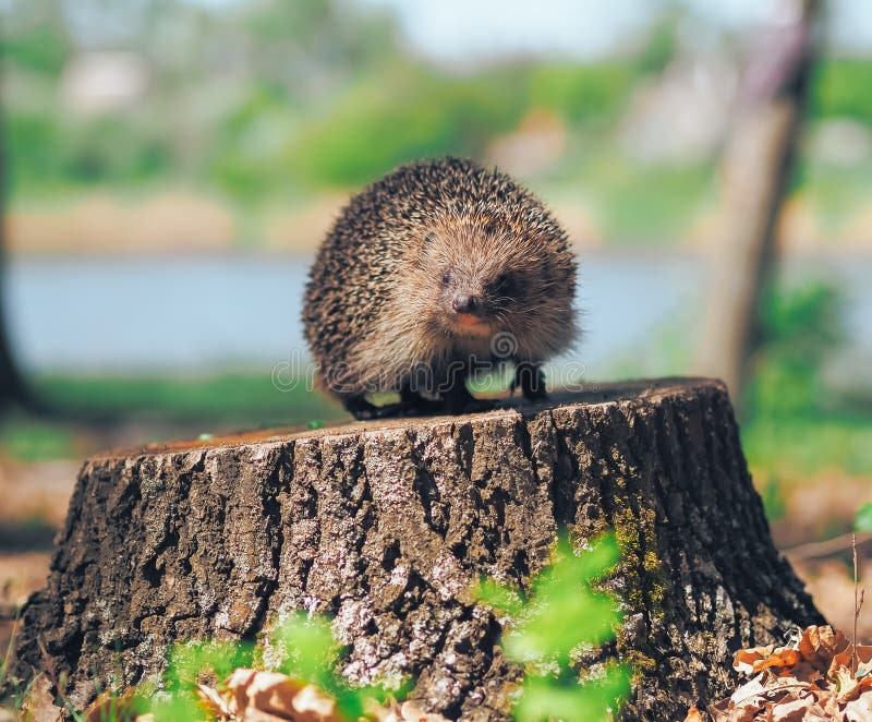 Hedgehog Traveling at the Green Grass Stock Photo Image of climb