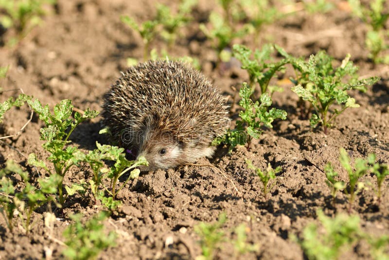 Hedgehog Walks in the Field Looking for Food Stock Photo Biology Diagrams