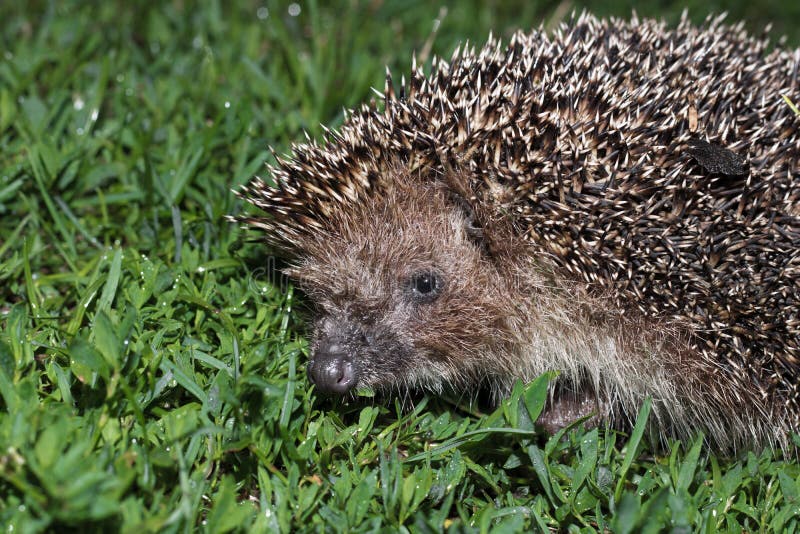 Hedgehog, wild animal with cute nose close up. Native European adult little hedgehog in green grass stock photo Hedgehog, wild animal with cute nose close up. Native European adult little hedgehog in green grass stock photo