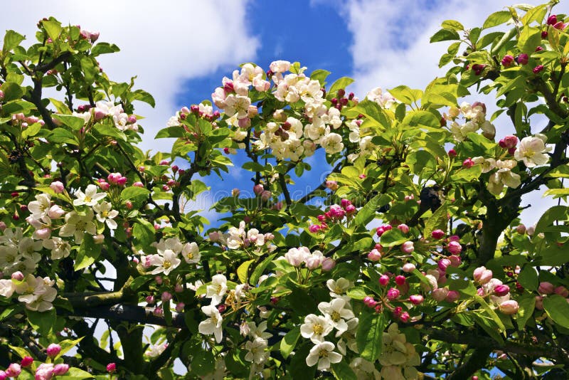 Crab Apple Hedge Stock Photos Free & RoyaltyFree Stock Photos from