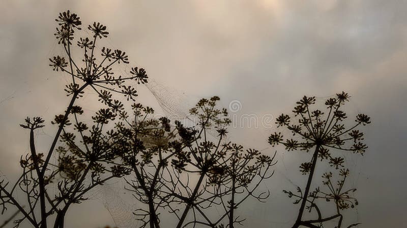 Hedgerow silhouette stock photography Hedgerow silhouette stock photography