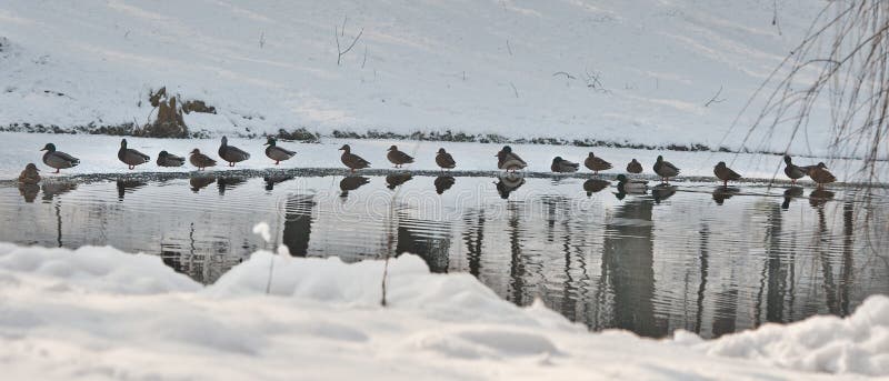 Heel wat eenden dichtbij een klein meer in koude de winterdag Mooie de winterlandschappen met sneeuw, bevroren meer en vogels stock fotografie Heel wat eenden dichtbij een klein meer in koude de winterdag Mooie de winterlandschappen met sneeuw, bevroren meer en vogels stock fotografie