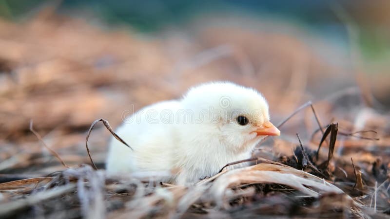 Heerlijke babykip die op hooiberg loopt en van het platteland geniet. Foto van de camera van de rode 4.000 film