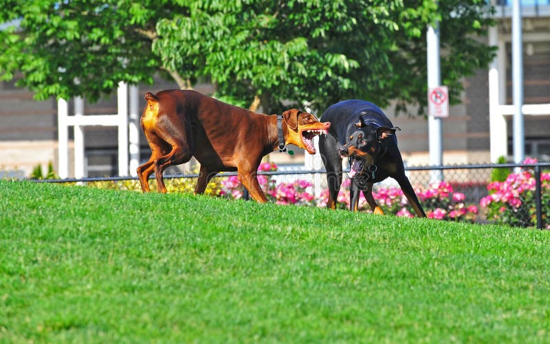 Heftige Hunde am Spiel stockfotografie Heftige Hunde am Spiel stockfotografie