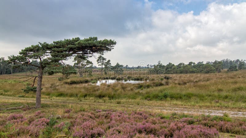 Heide in Kalmthout Belgien lizenzfreies stockbild Heide in Kalmthout Belgien lizenzfreies stockbild