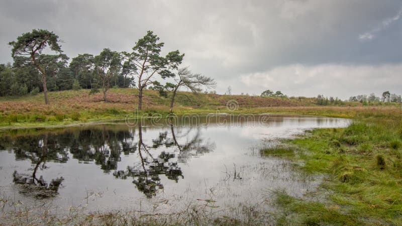 Heide in Kalmthout Belgien stockbild Heide in Kalmthout Belgien stockbild