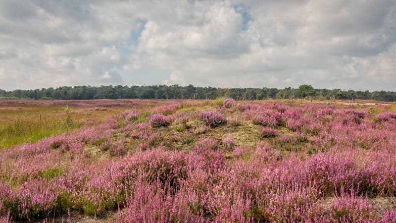Heide in Kalmthout Belgien stockbild Heide in Kalmthout Belgien stockbild