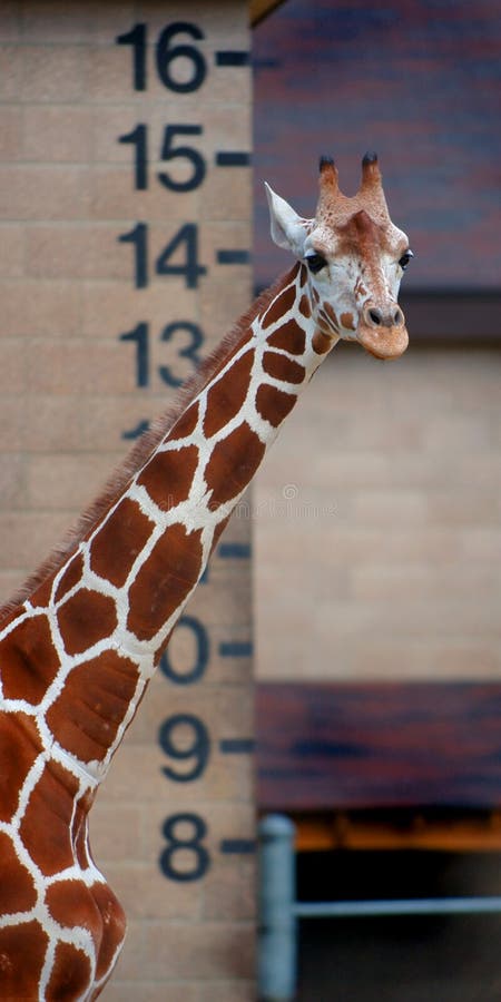 Height - Giraffe stock image. Image of white, mammal, spotted - 207959